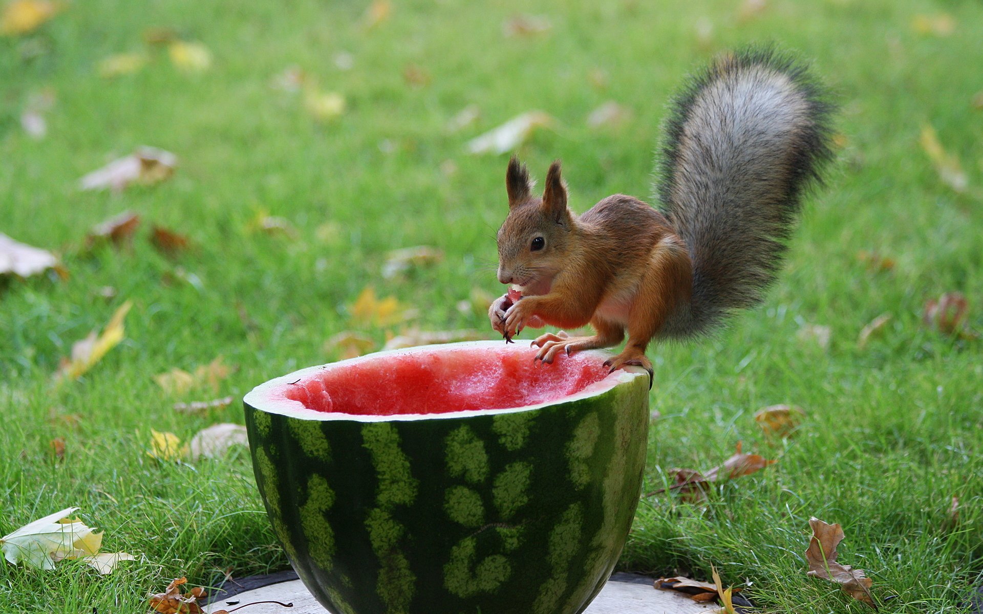 background grass leaves watermelon pulp protein furry tail foot claws food