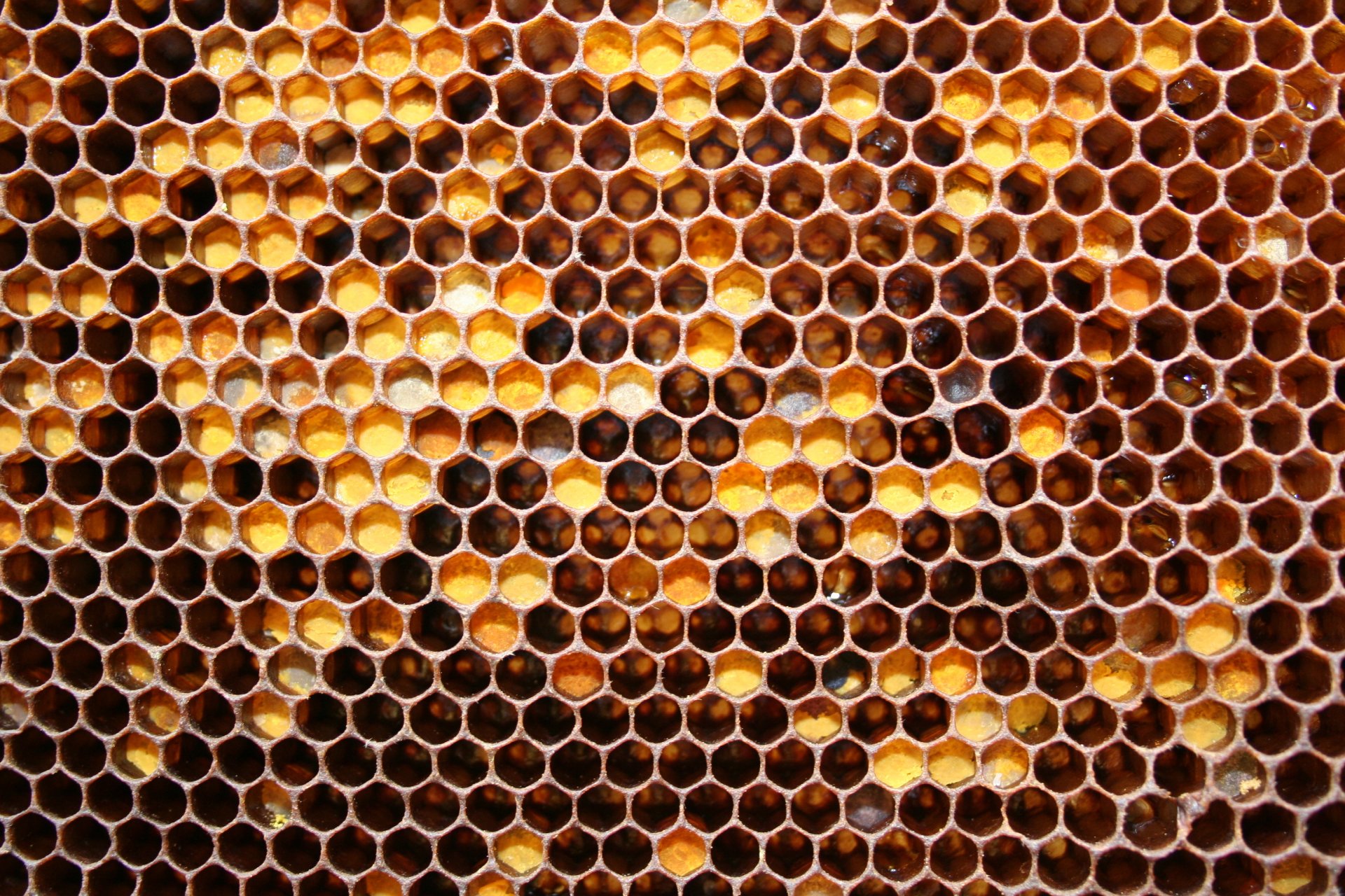 of the cell honey may honey