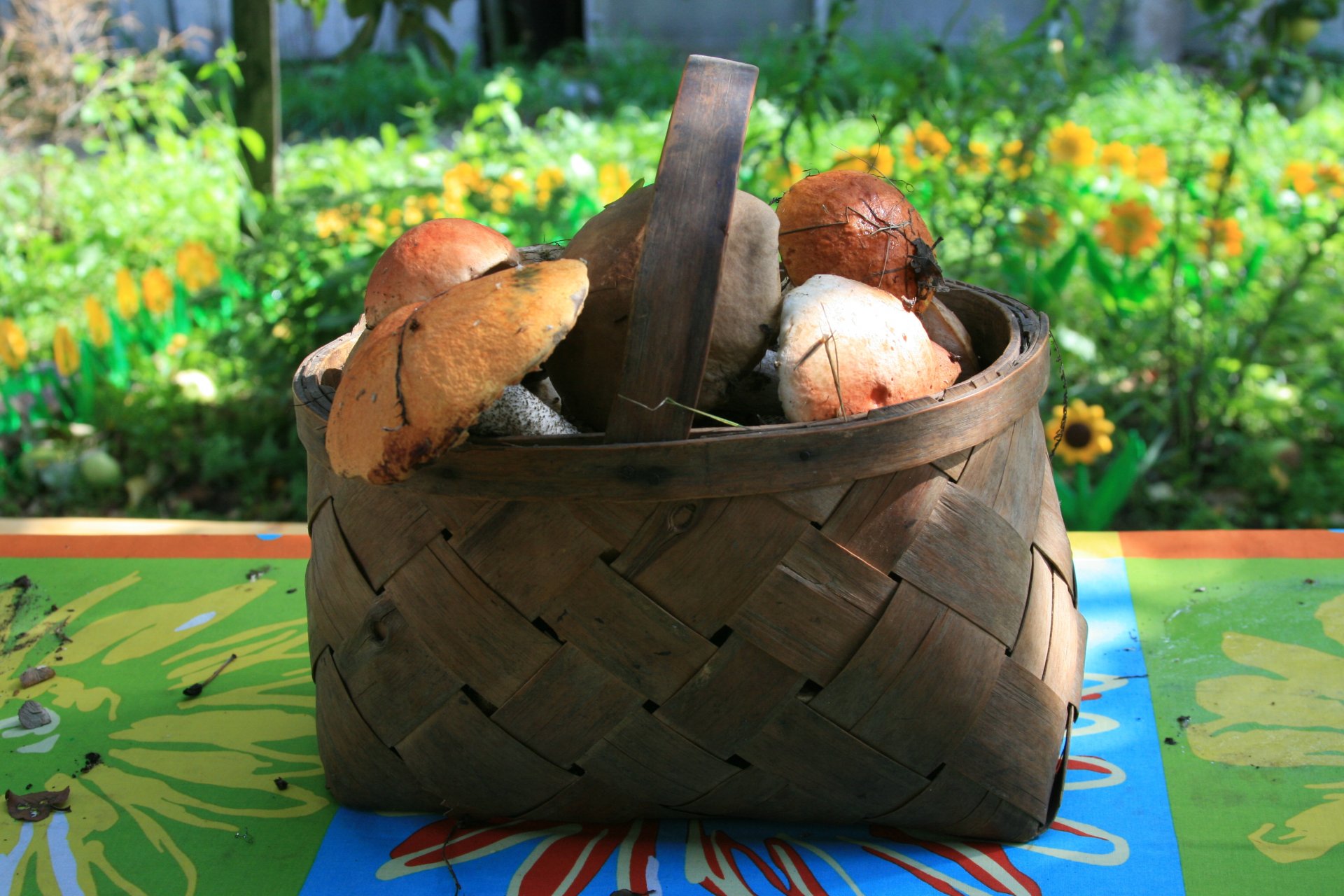 divers nature village champignons panier marche automne papier peint nourriture