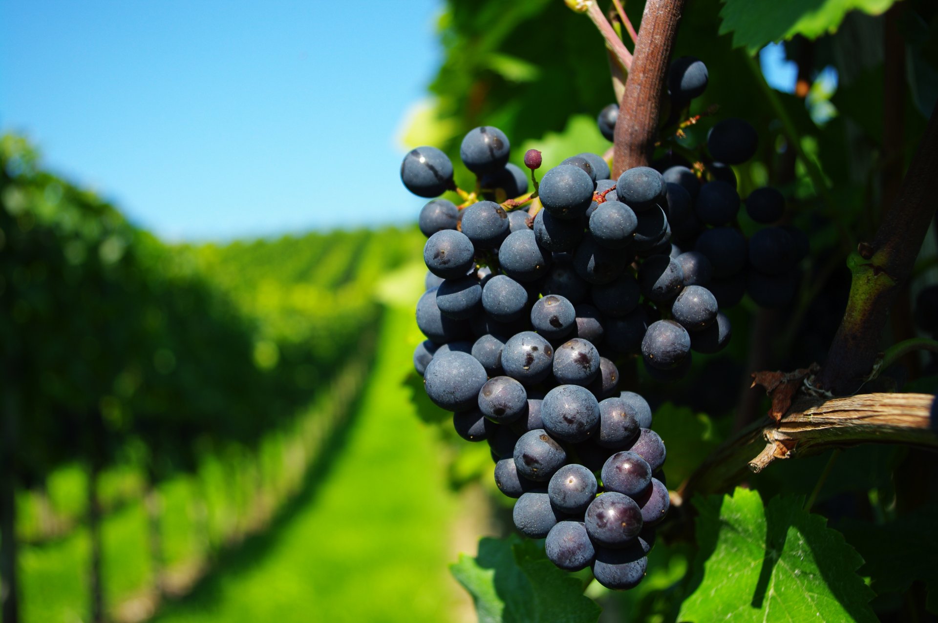 uva grona lstva rami vigneti