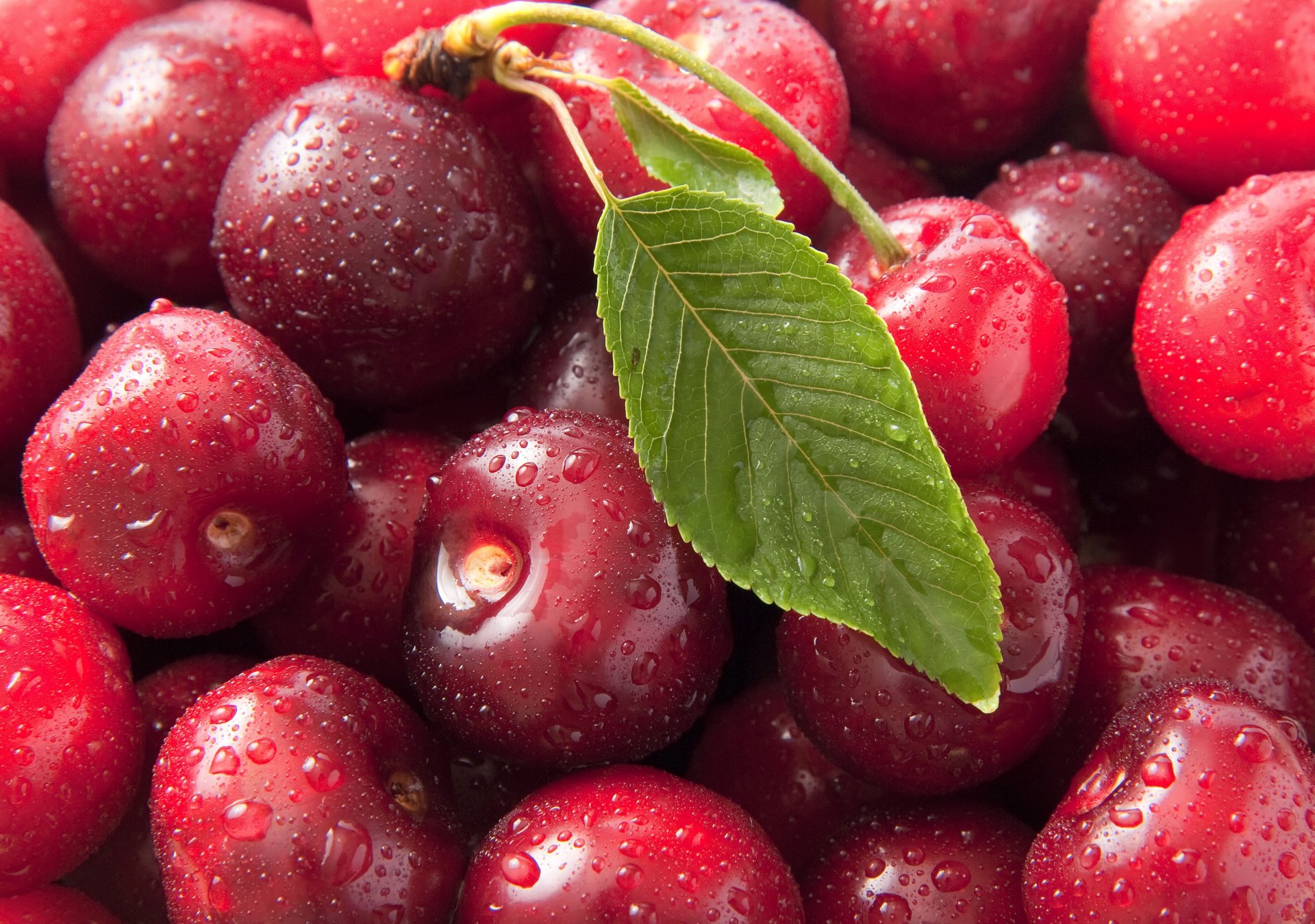 cerise macro doux macro photo cerise