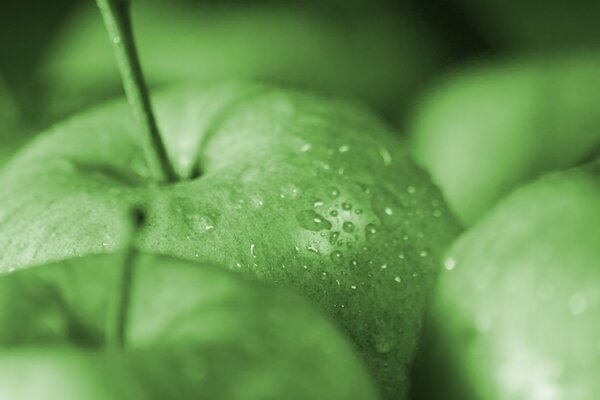 A few green apples at close range