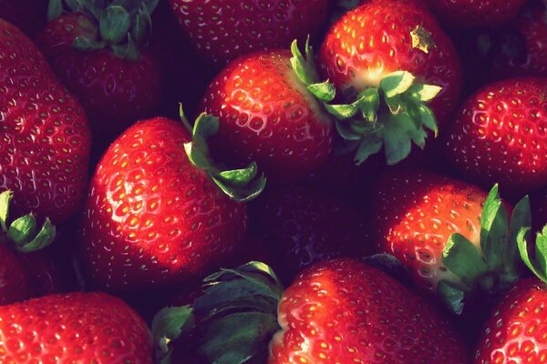 Makrofotografie. Foto einer Streuung von reifen Erdbeeren