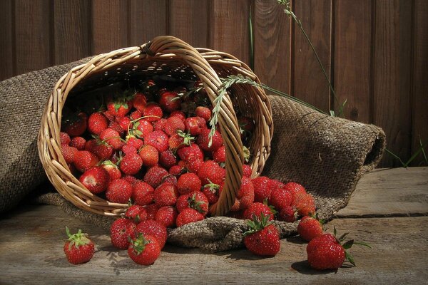 Cesto di fragole cosparse