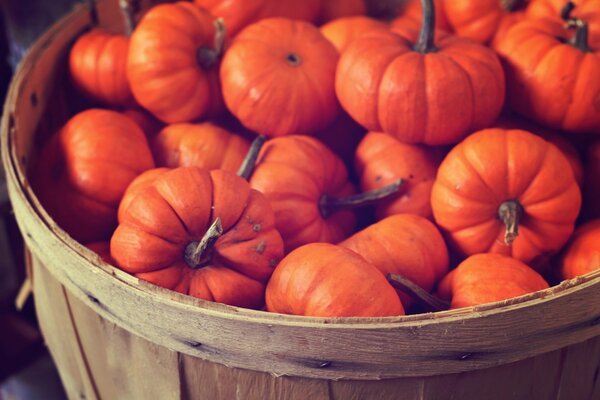 A whole barrel of small pumpkins