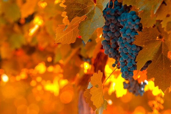 Uva blu su sfondo di foglie arancioni