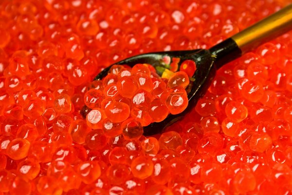 Cuchara de caviar de salmón rojo