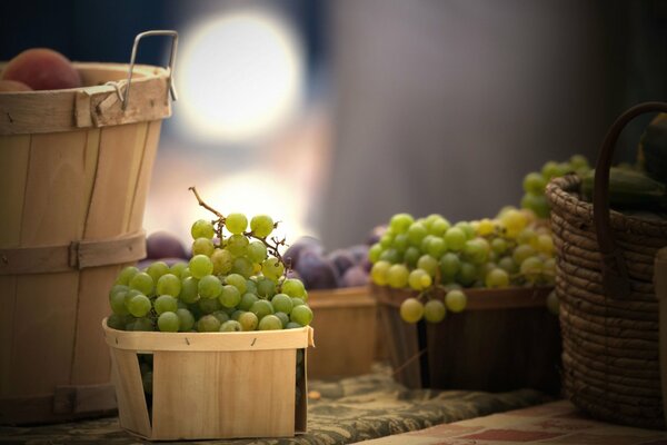 The grapes are harvested in wooden baskets