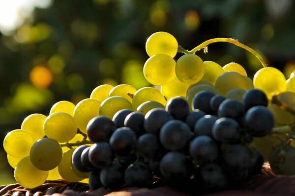 Bunches of red and white grapes