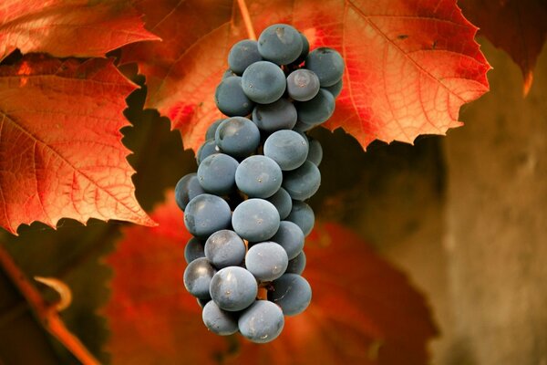 Autumn grapes on the background of an orange leaf