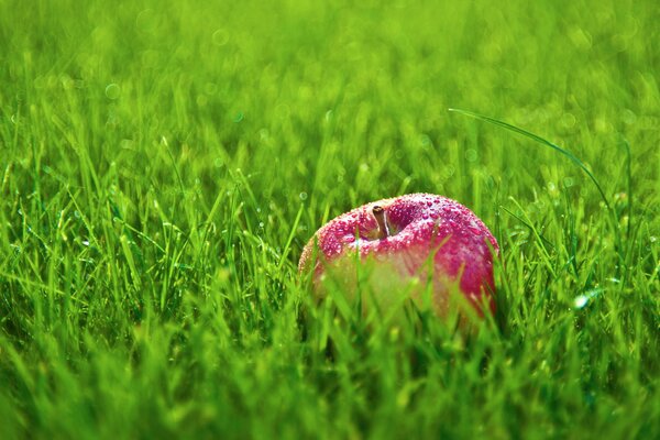 A ripe apple in the green grass