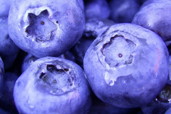 Photo de gros plan de bleuets