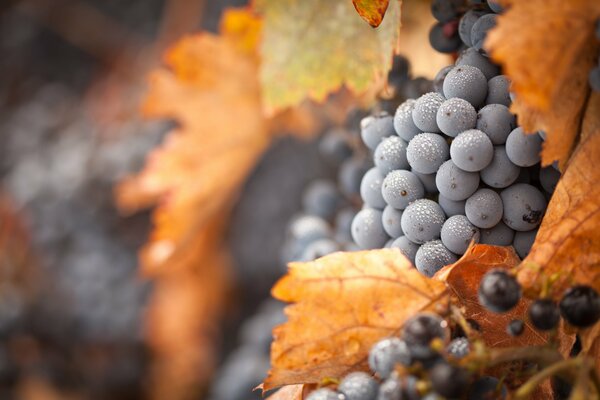 Image of blue grapes on a background of dry leaves