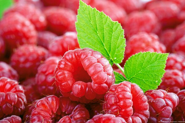 Himbeerbeeren sind reif, appetitlich