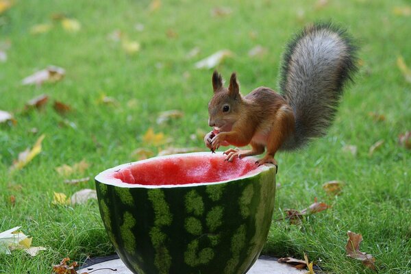 Eichhörnchen isst Wassermelone auf dem Hintergrund von Gras und Herbstlaub