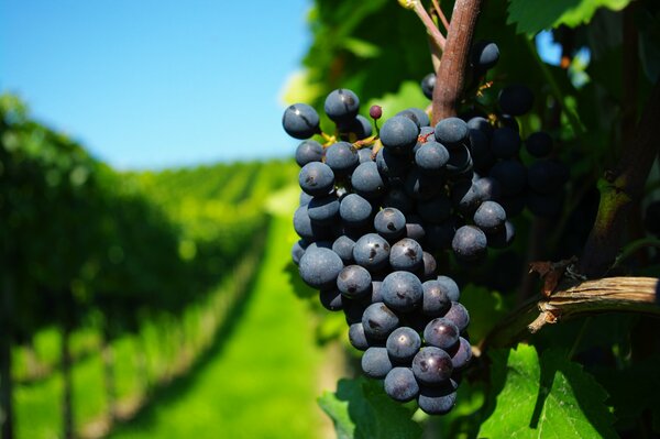 A branch of blue grapes on a background of green grass