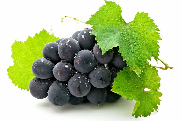 Jugosas uvas negras sobre fondo blanco