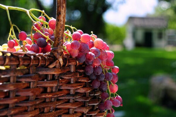 Bunches of sunny grapes in a basket