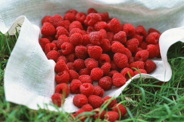 Belle composition de framboises. Été délicieux