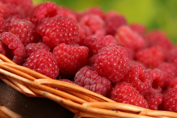 Korb mit reifen Himbeeren