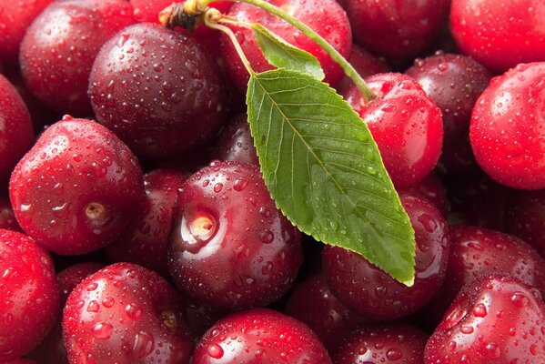 Un montón de cerezas maduras mojadas