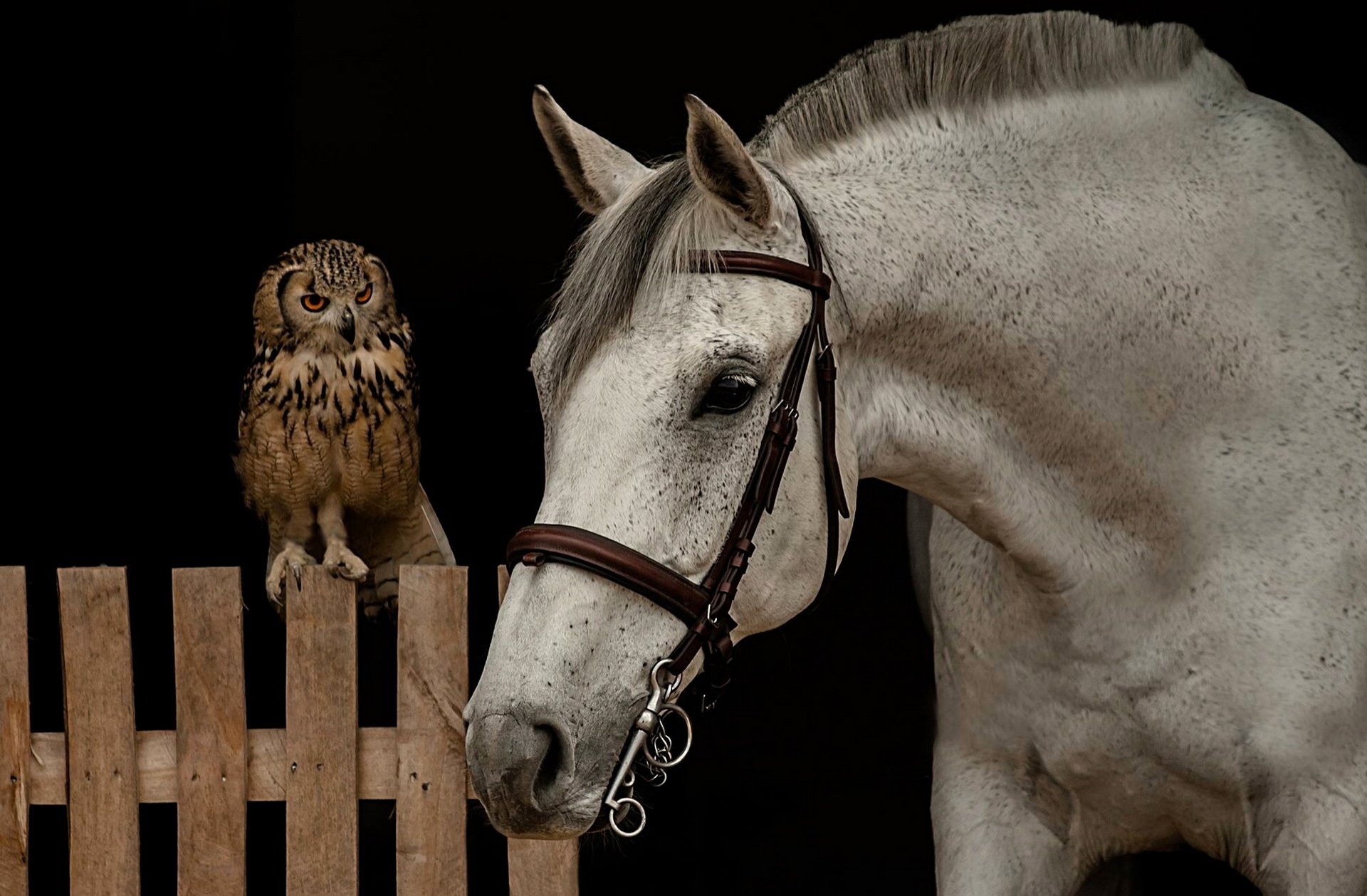 horse horse muzzle owl bird