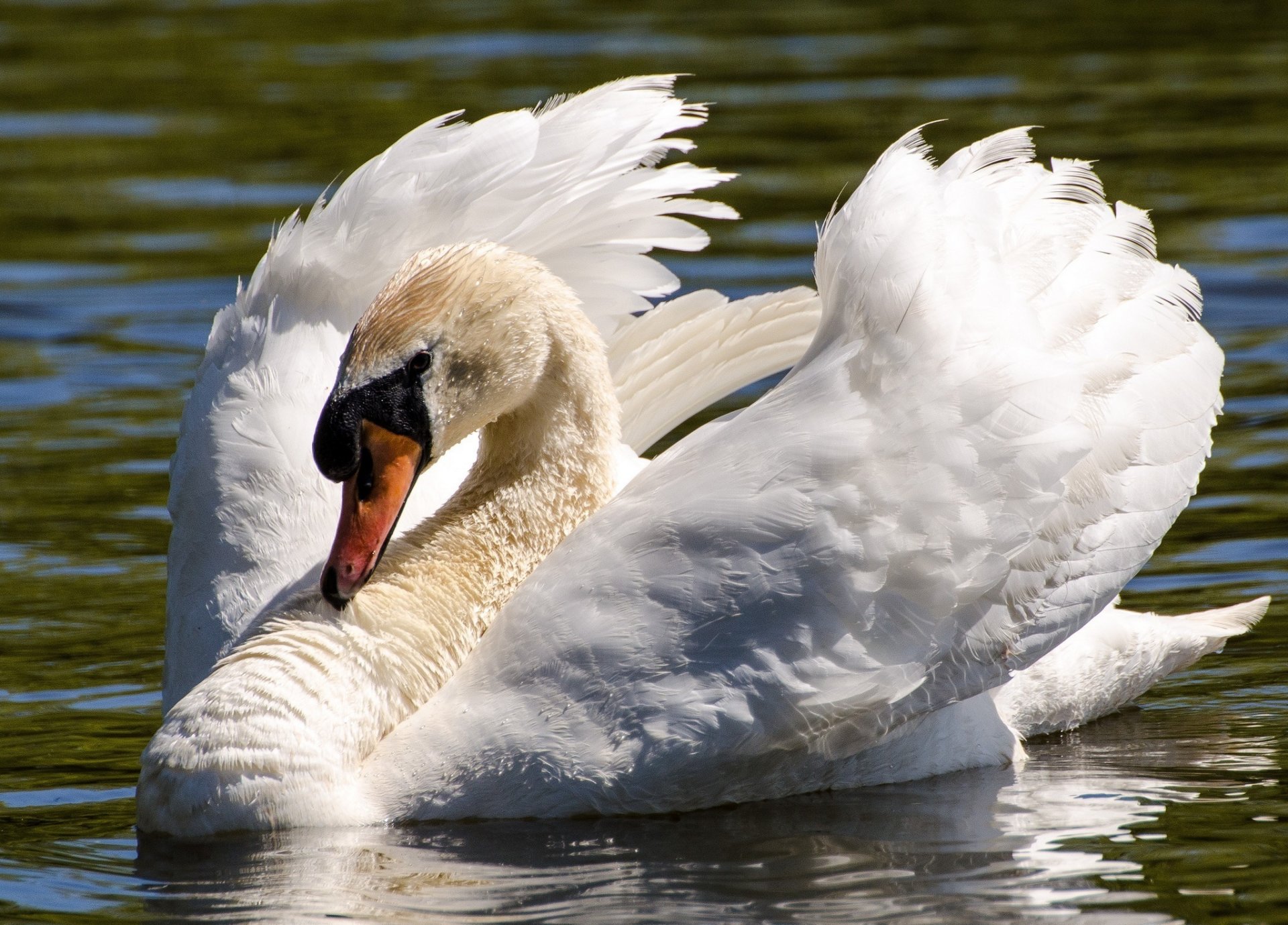 cygne oiseau ailes cou eau grâce blanc