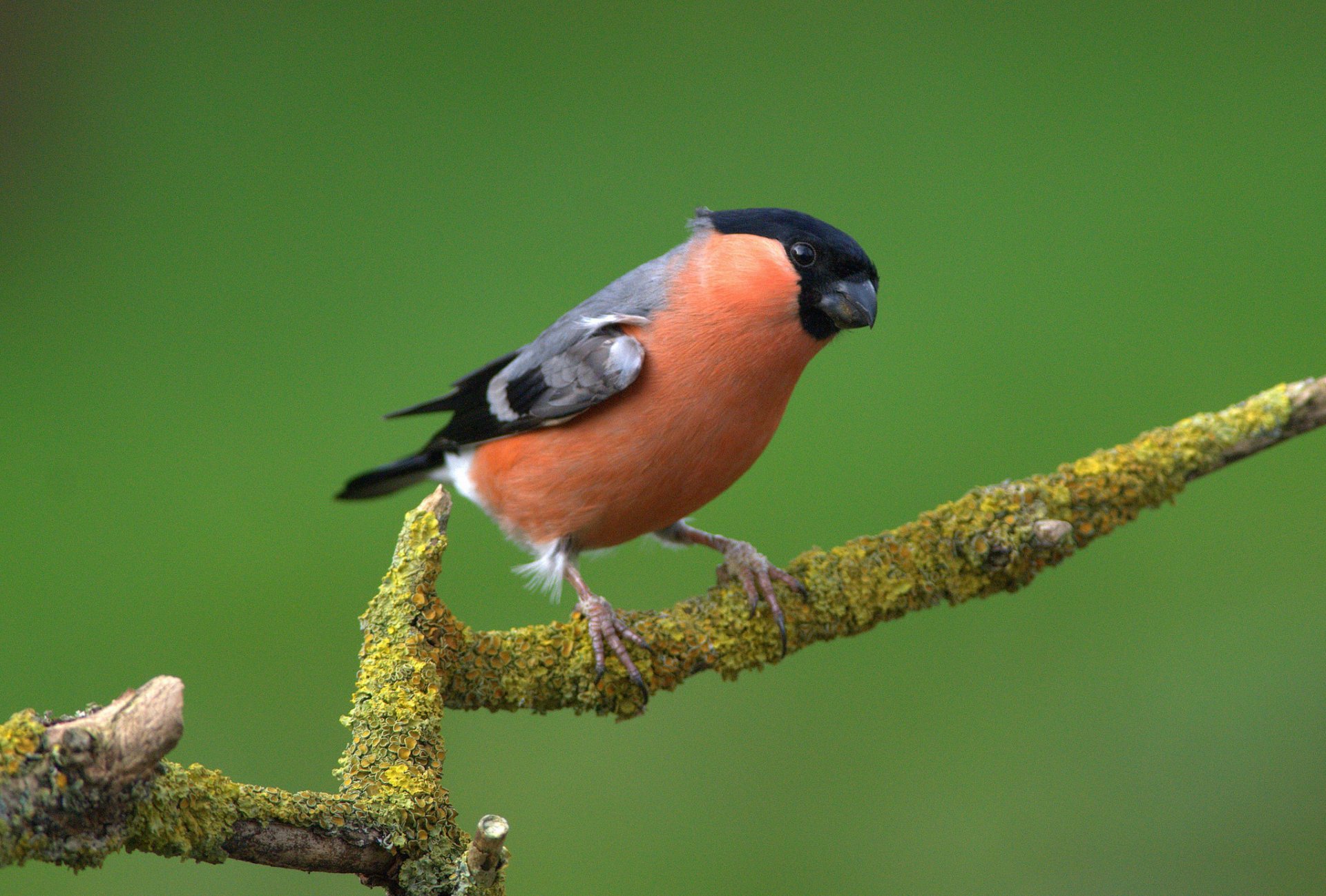 vogel federn farbe schnabel zweig