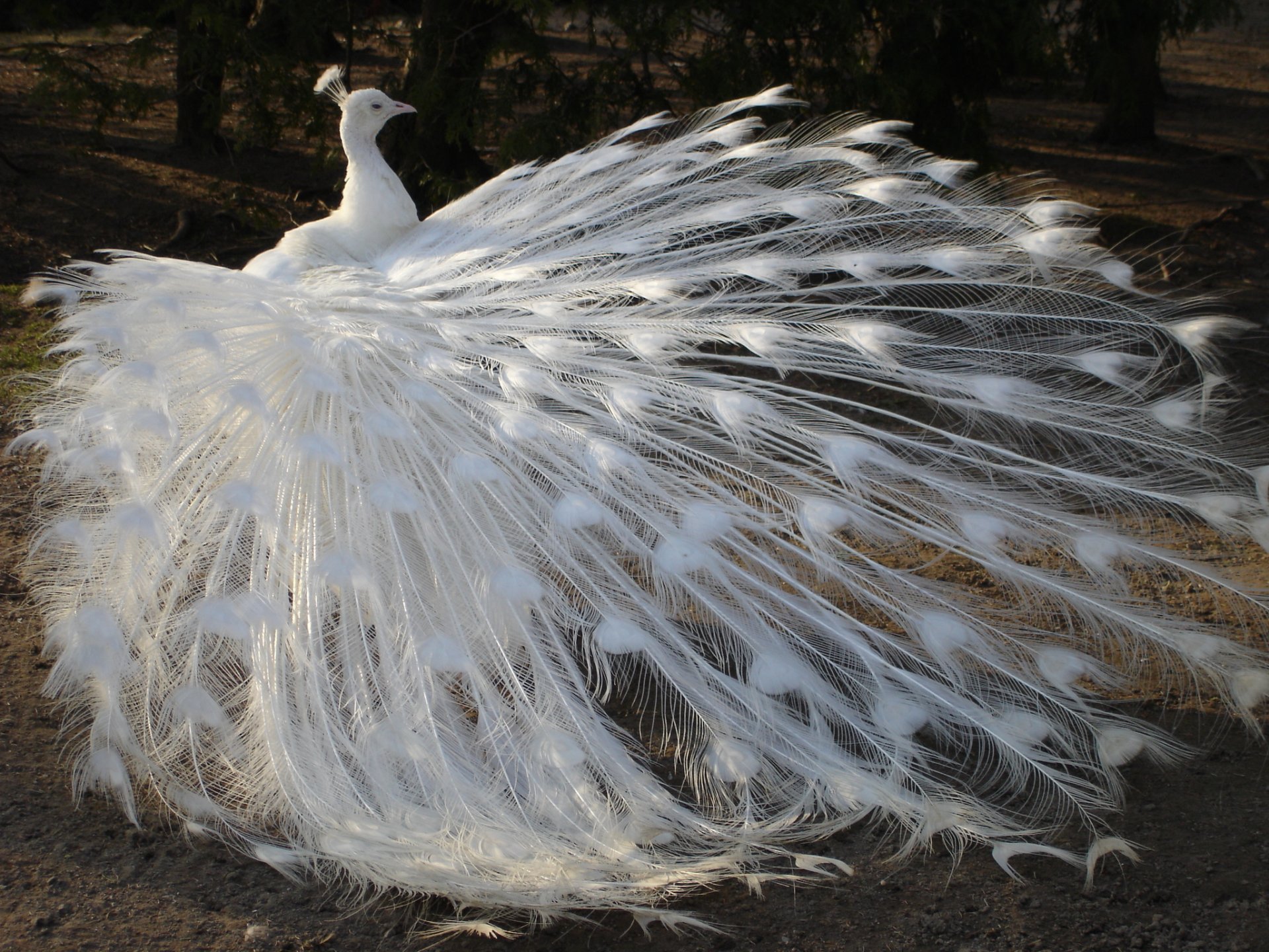 oiseau paon queue plumes blanc albinos