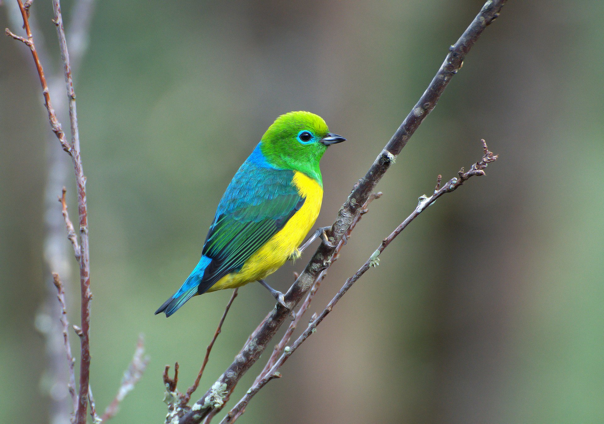 bird yellow green blue branch saíra