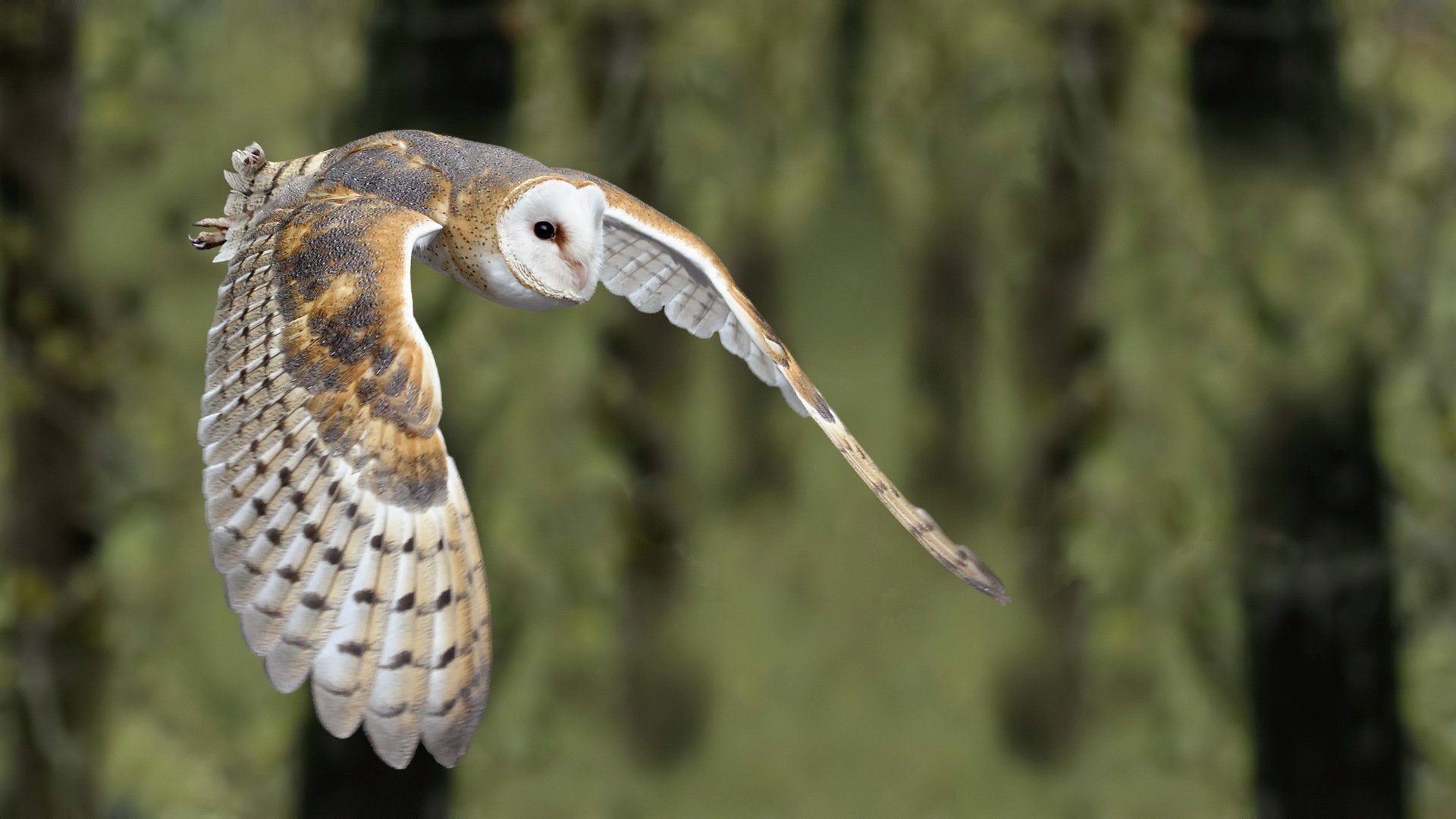 barn owl poultry nature