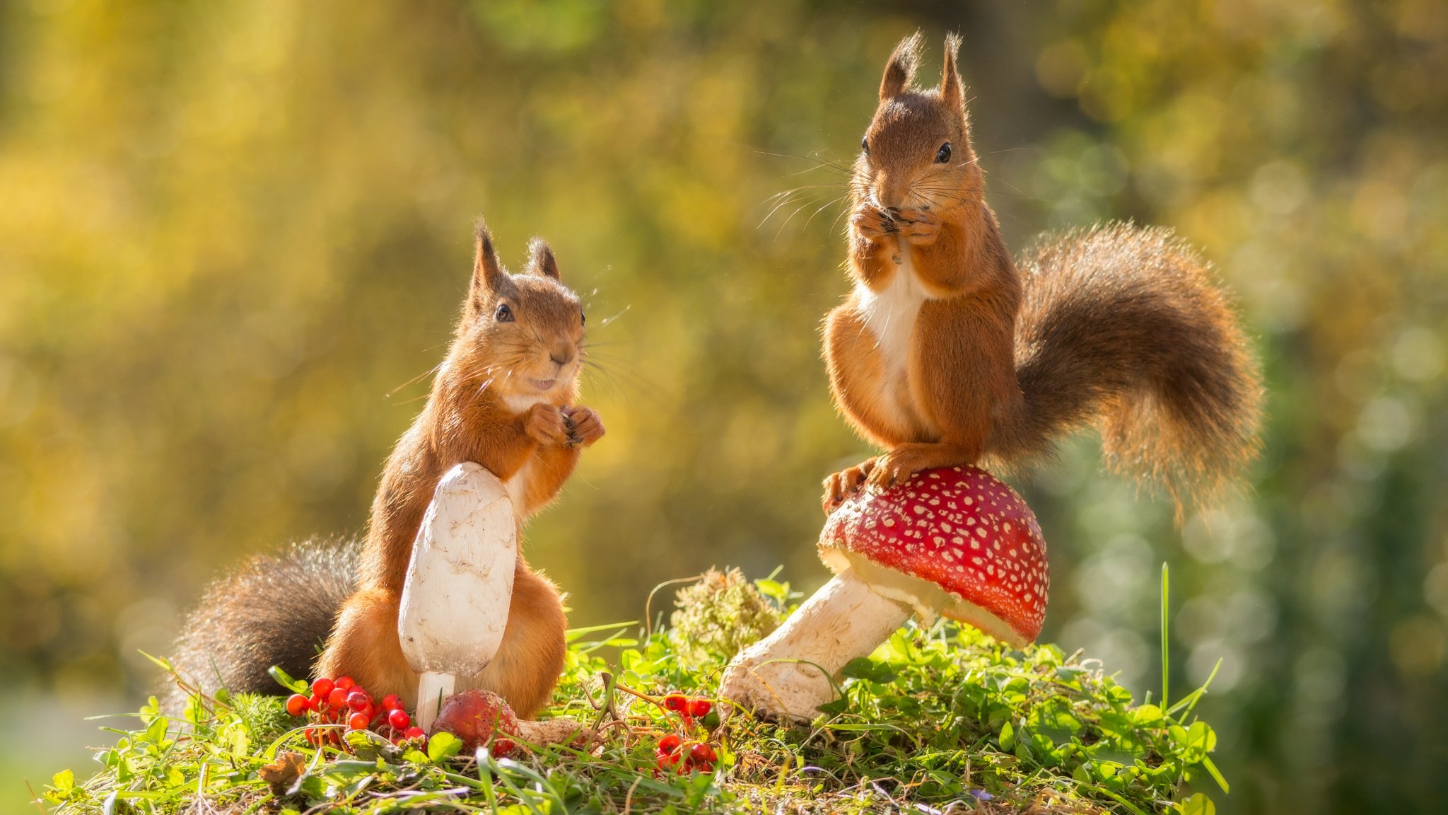 animali roditori scoiattoli natura autunno funghi bacche bokeh