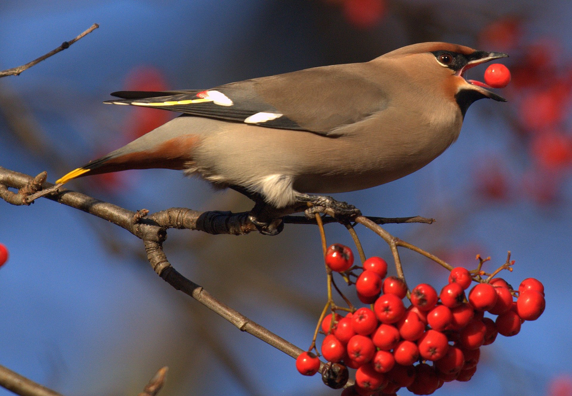 poultry feathers beak berries branch