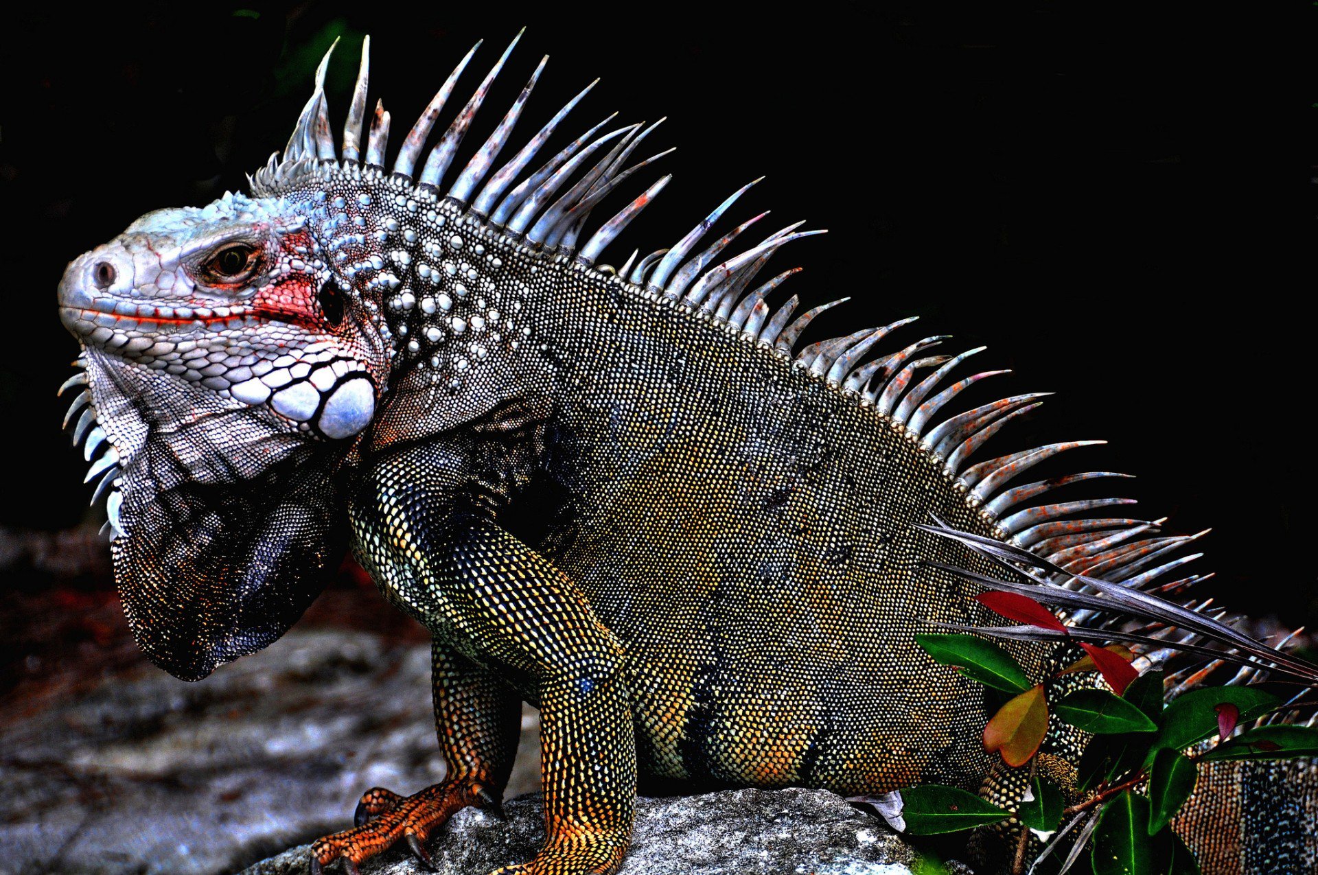 lagarto iguana escamas coloración