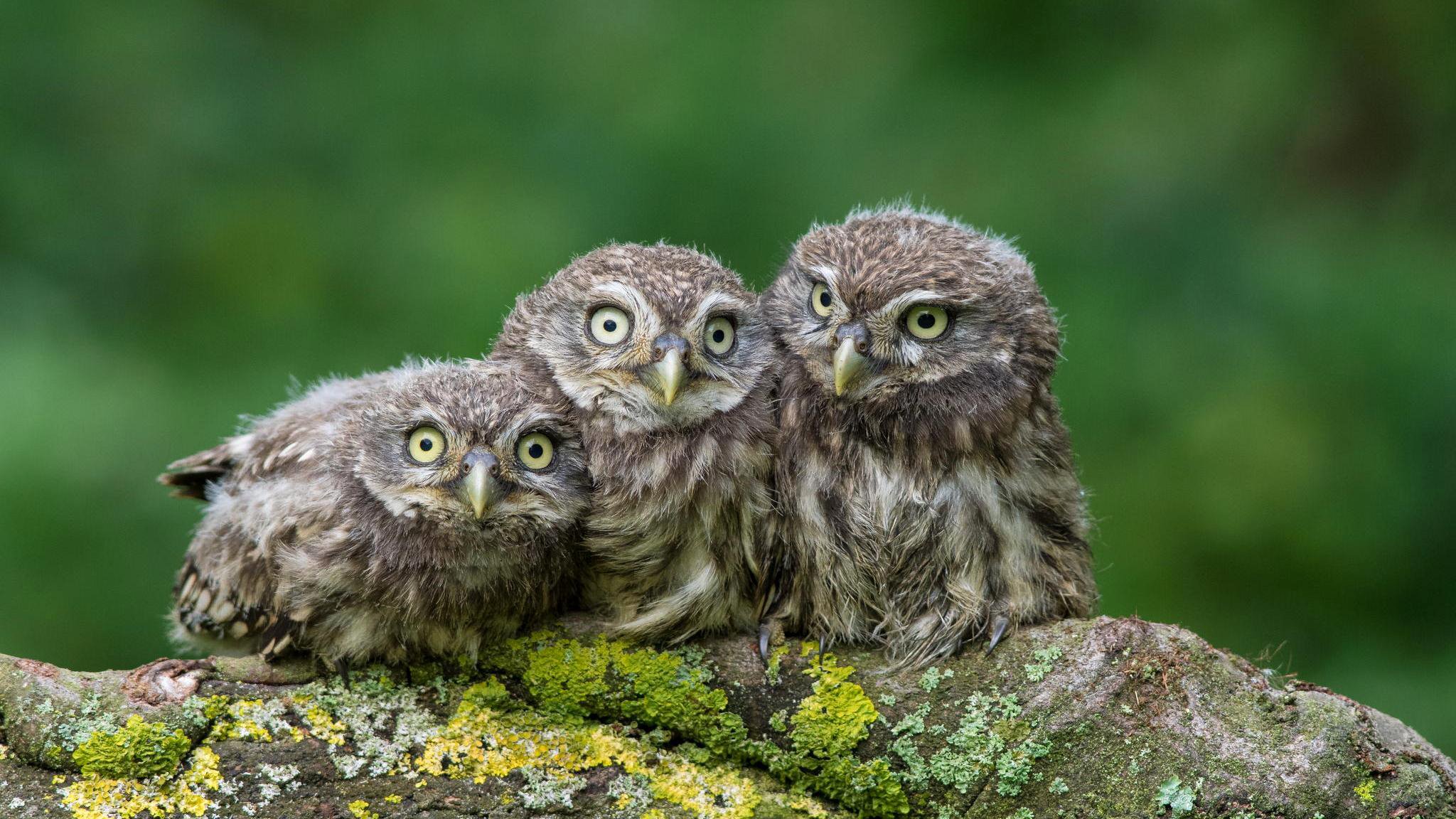 owl tree sovyata nature eye