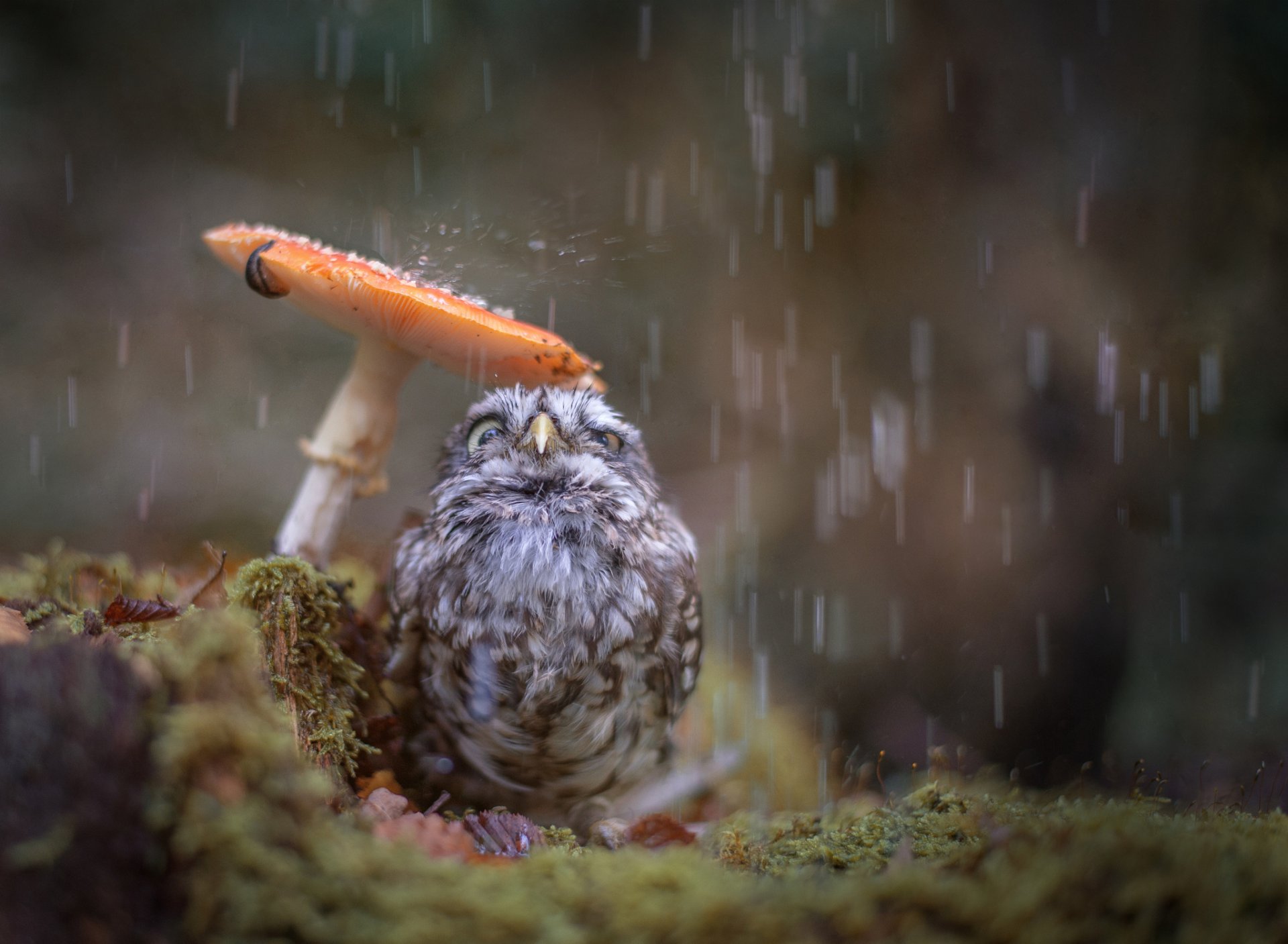 natura uccello pulcino gufo autunno pioggia fungo