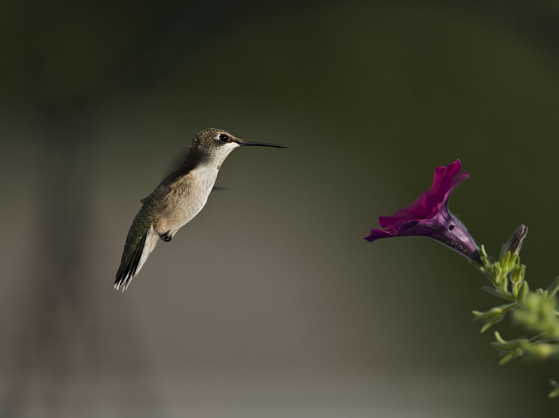 poultry hummingbird flower petunia blur