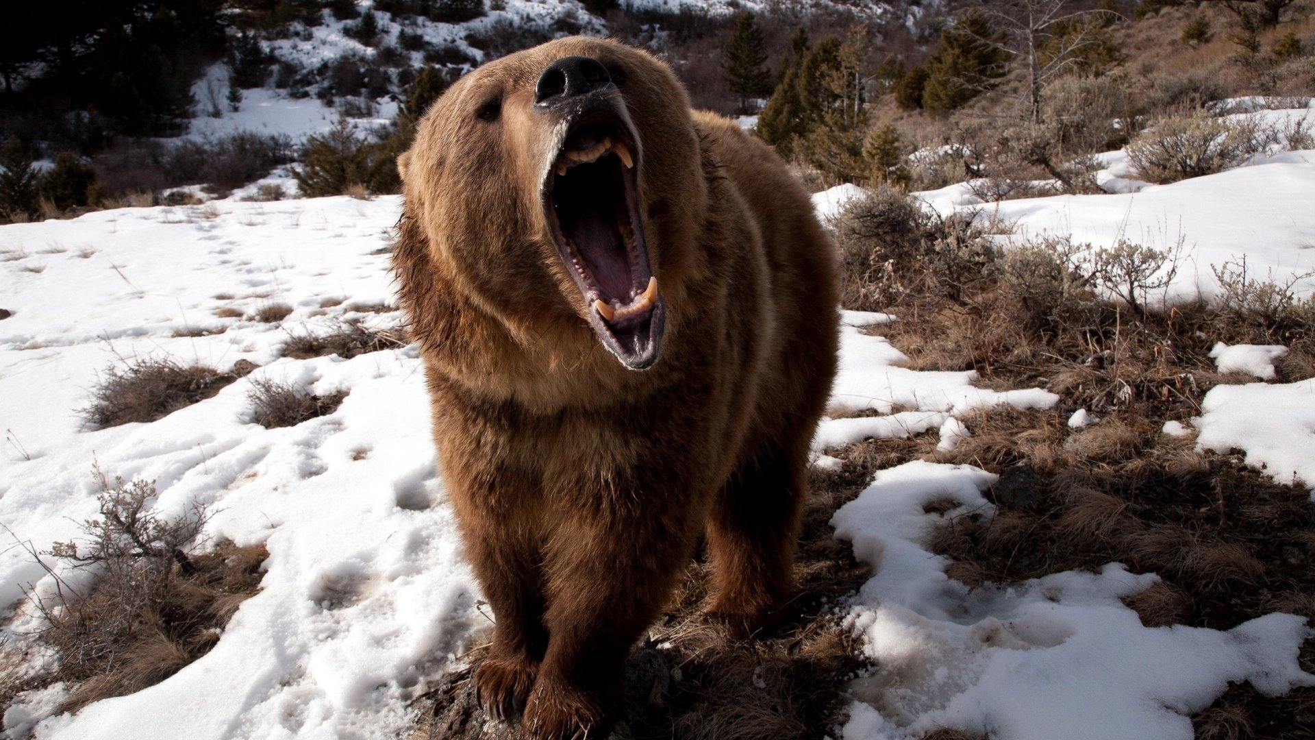 wütend bär grizzly