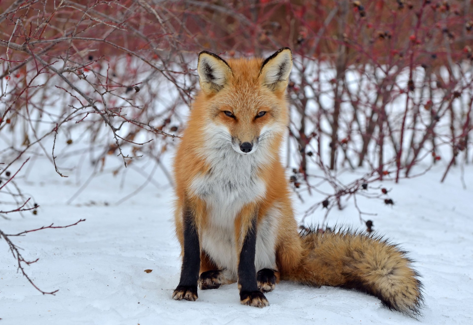 renard renard vue neige