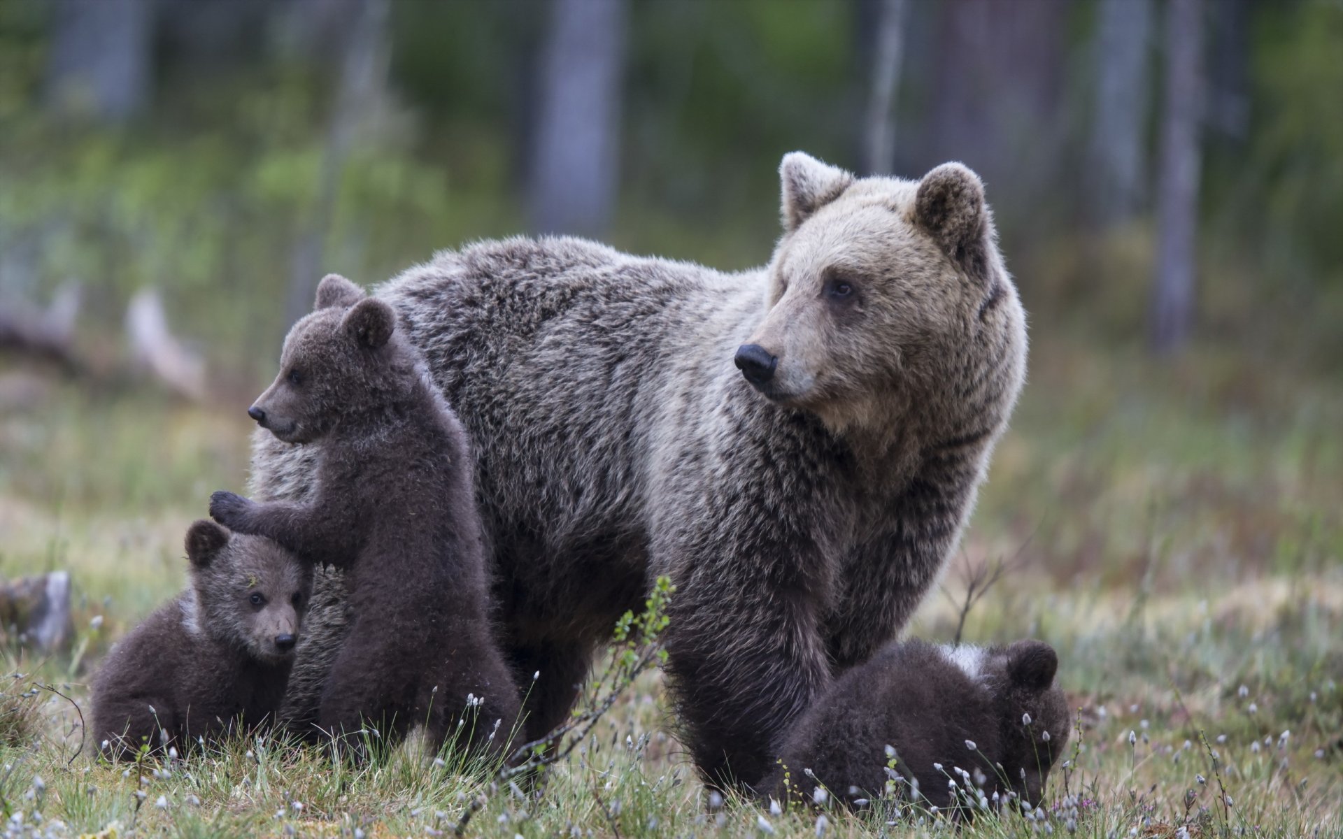 bears nature autumn