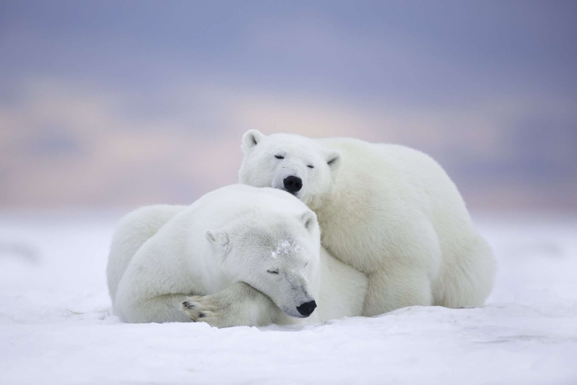 arktisches national wildlife sanctuary alaska arktisches nationalreservat eisbären bären paar ruhe schlafen