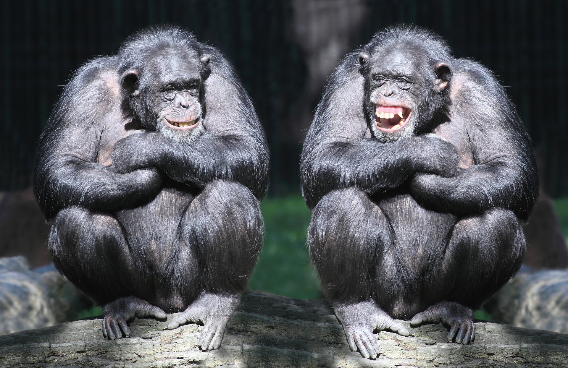 schimpansen affen paar balken lachen primaten