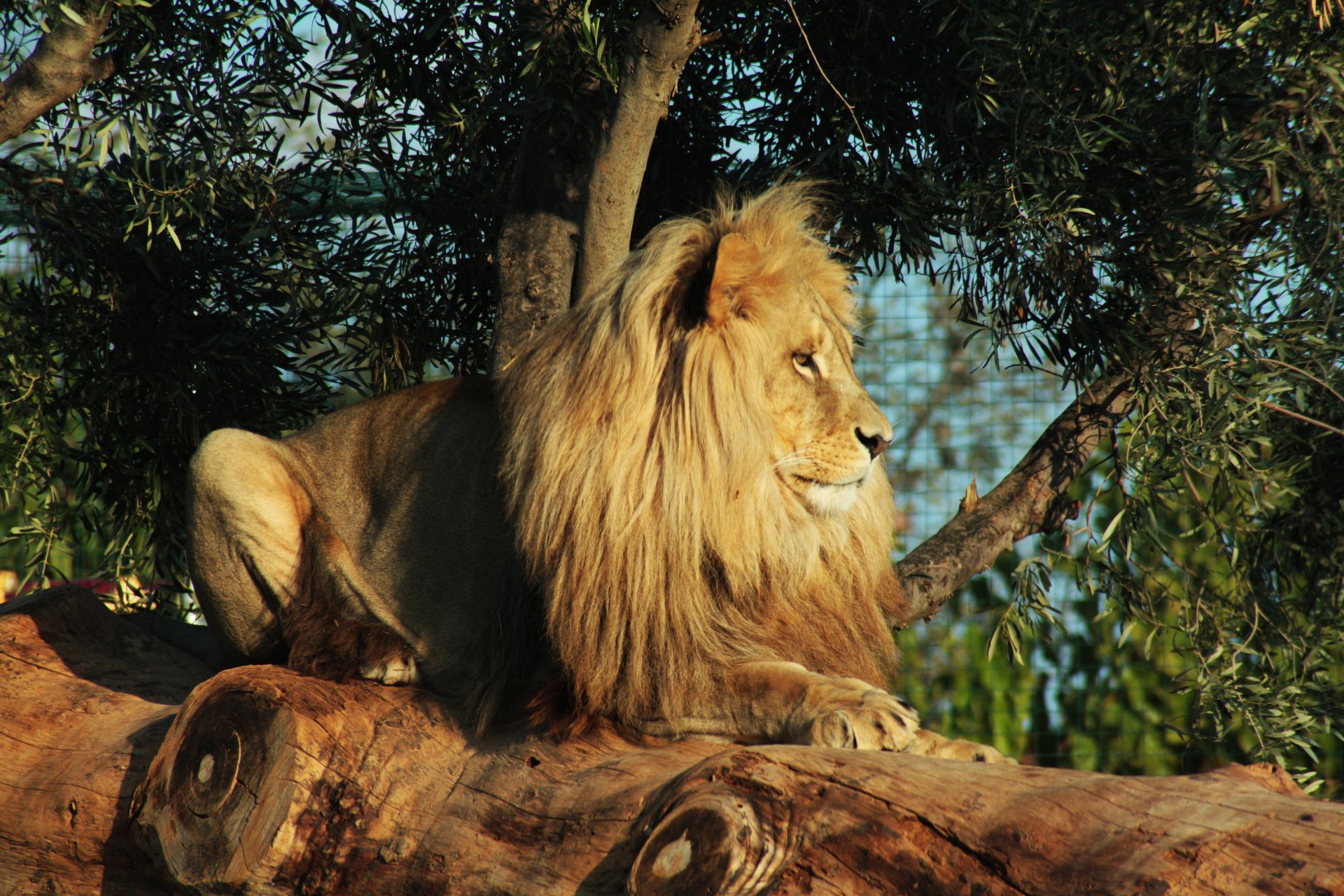 animal prédateur lion crinière se trouve vue nature arbres feuilles