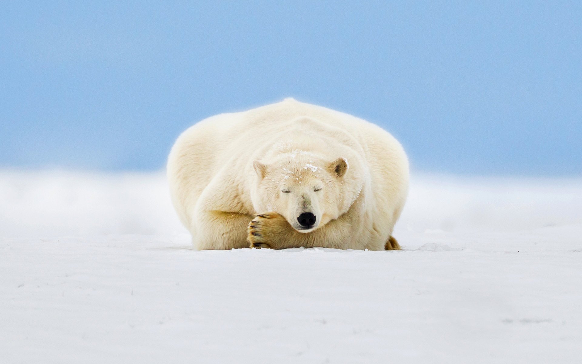 alaska niedźwiedź polarny lód śnieg niebo morze beauforta arktyczny narodowy rezerwat przyrody