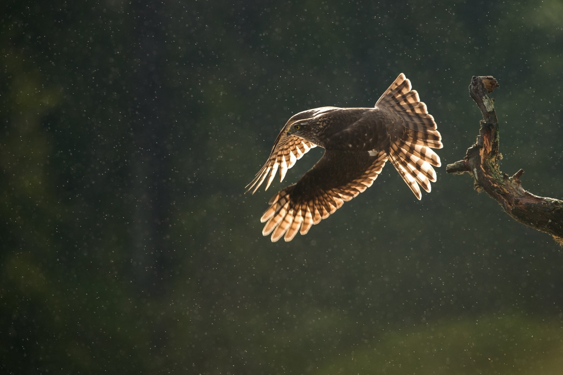 branch poultry predator sparrowhawk flight rain drops autumn