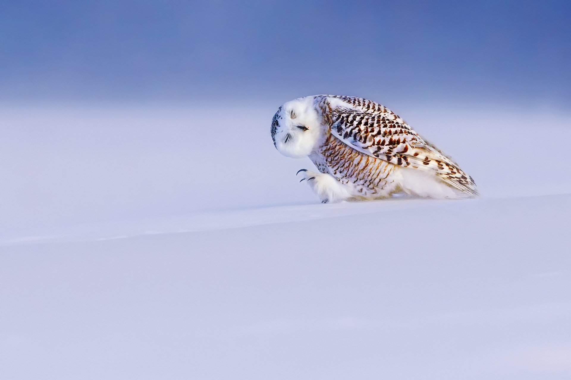 pájaro búho blanco búho polar bubo scandiacus nyctea scandiaca invierno nieve luz