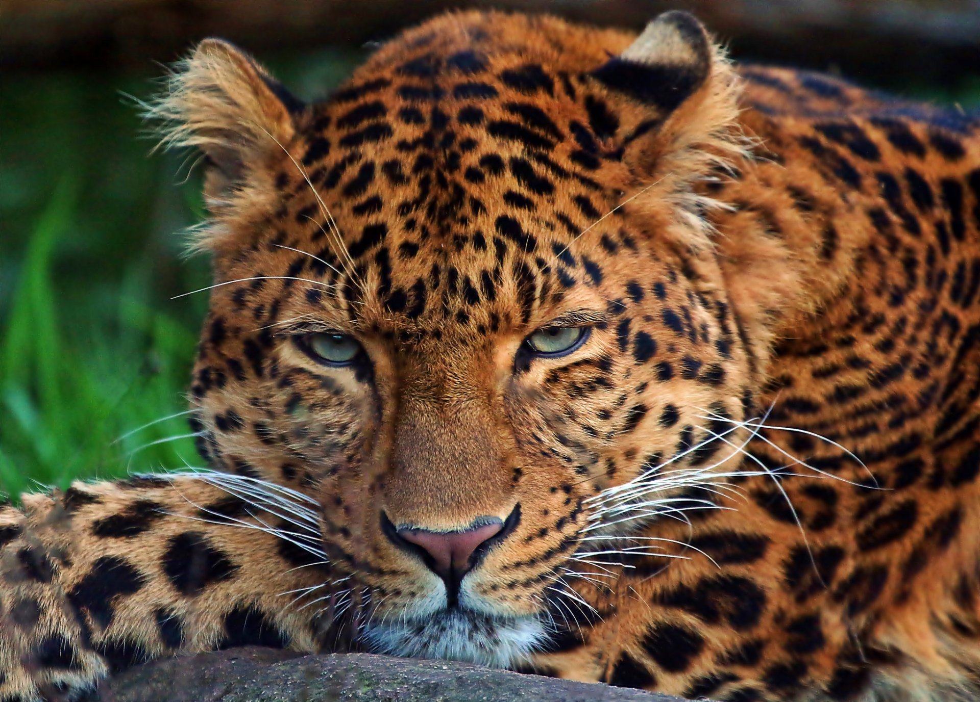 leopardo gato ojos lana