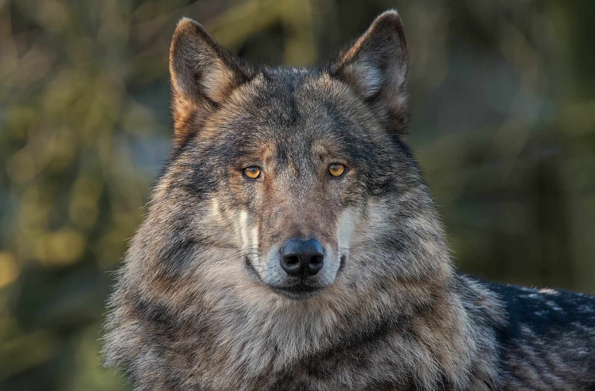 wolf raubtier blick hintergrund