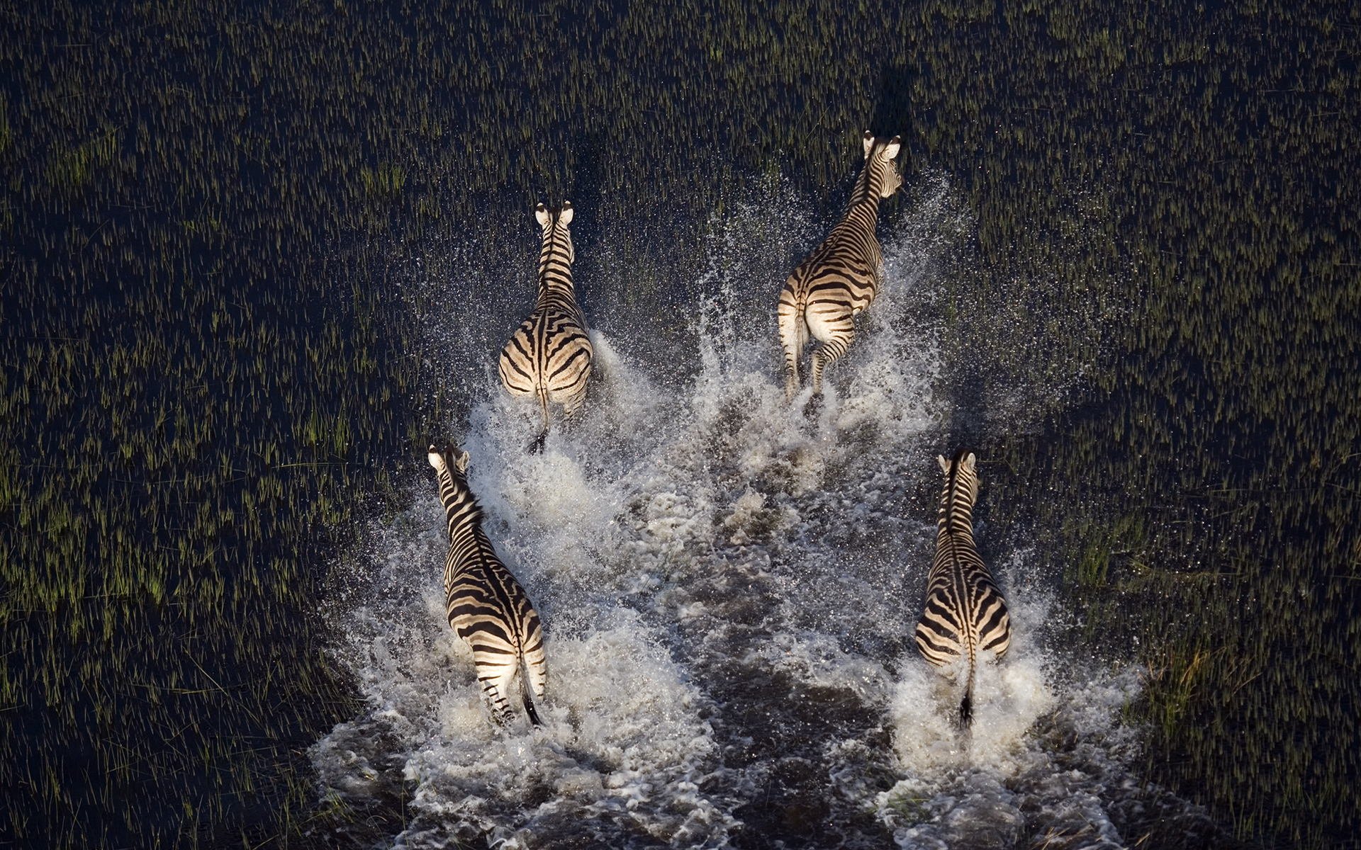 animales cebras pantano plantas agua naturaleza