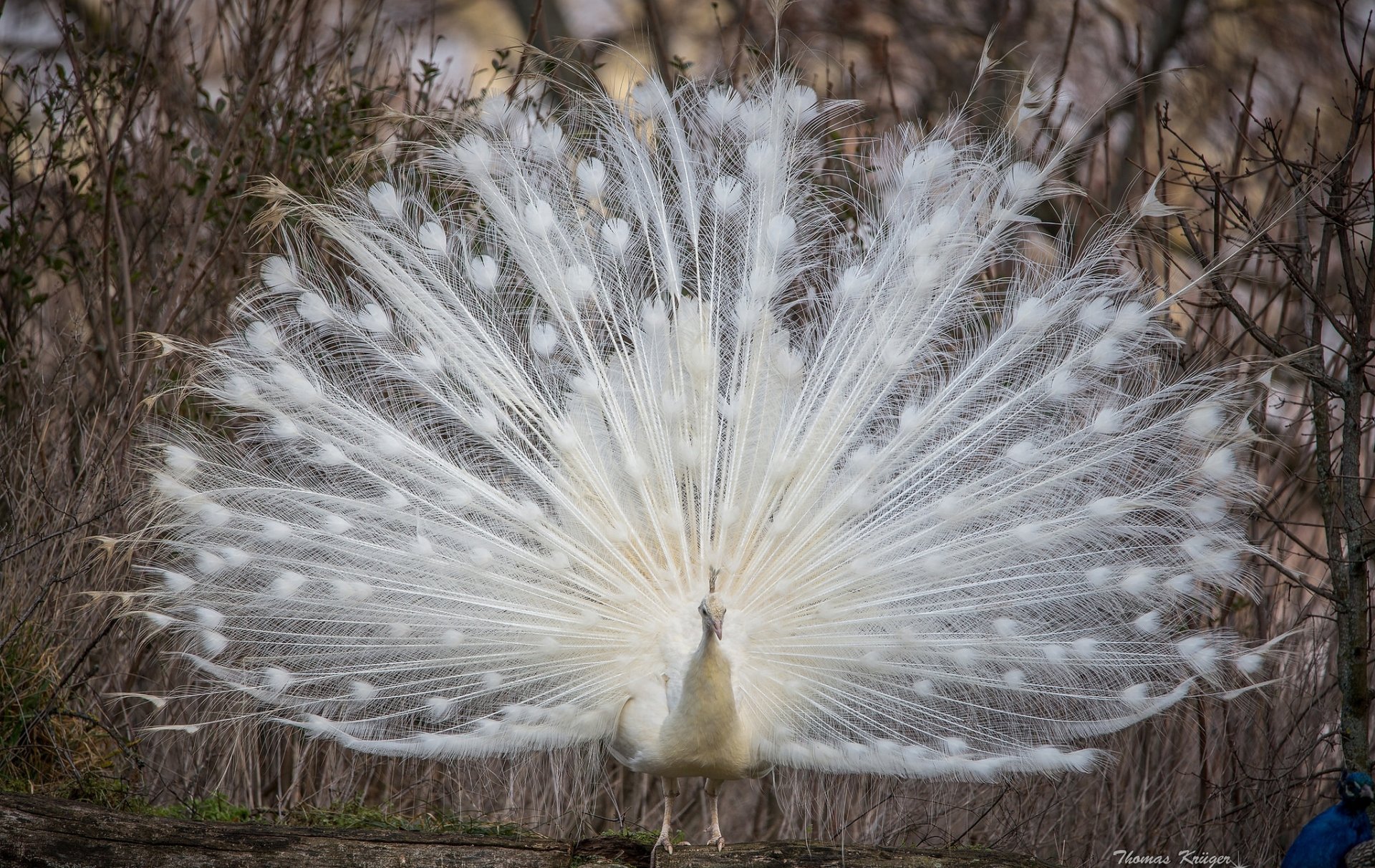 pavo real blanco cola